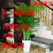 散尾葵凤尾竹室内客厅大型绿植，盆栽夏威夷盆景，花卉植物吸甲醛