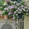 月季0.8升盆 天狼蓝色阴雨龙沙庭院阳台植物盆栽玫瑰花苗小苗