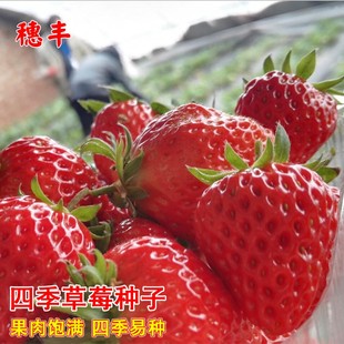 奶油草莓种子水果种籽四季盆栽家庭春季秋冬季阳台草莓高产种籽孑