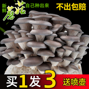 蘑菇种植包家种蘑菇黑平菇，菌包新鲜菌棒盆栽，食用菌香菇趣味阳台