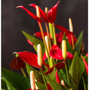 鲜花盆栽红掌带花室内开花植物年宵花四季常绿客厅办公室卧室花卉