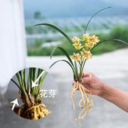 带盆栽好兰花盆栽建兰四季兰花苗带花苞兰草花卉品种