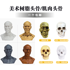 素描速写用1 1树脂骷髅头绘画人头骨艺用人体肌肉骨骼解剖头骨模型美术生用