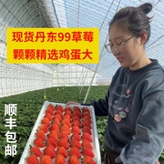 尚果丹东99草莓丹东九九草莓，东港草莓久久草莓红颜奶油新鲜大草莓
