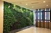 植物墙，立体绿化墙，鲜活植物墙吸甲醛组合