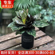 双线竹芋盆栽 室内桌面窗台小型植物 耐阴绿植花卉 上海送货上门