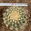 实生中心红刺金虎仙人球，植物原产墨西哥中部干燥炎热热带沙漠地区