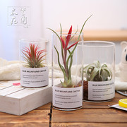 空气凤梨植物玻璃瓶创意，礼物室内桌面绿植盆栽，四季花草花卉