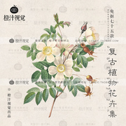 手绘古典复古水彩文艺植物花卉花朵PNG免抠图片包装平面设计素材