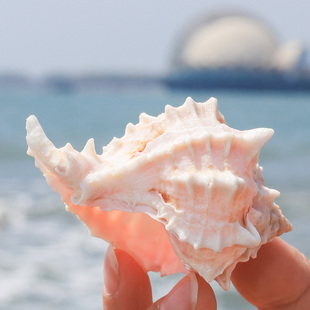 粉色玫瑰千手螺菊花螺天然海螺贝壳鱼缸，装饰水族箱造景地中海风格