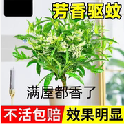 夜来香花树苗盆栽九里香花卉室内阳台驱蚊绿植物鲜花四季开花好养