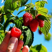 黑莓树莓活苗黄树莓(黄树莓，)特大苗野生树莓苗，南北方地栽盆栽种植当年结果