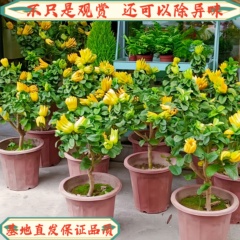 金华佛手柑盆景可食用驱蚊易养活
