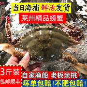 梭子蟹鲜活大母蟹红膏蟹，满黄膏母蟹新鲜超大海鲜海蟹螃蟹飞蟹3斤