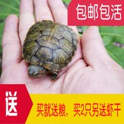 乌龟活物大巴西龟活体宠物龟，长寿观赏龟绿色，小彩龟水龟活物红耳龟