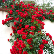 四季播蔷薇花种子爬藤月季玫瑰，开花不断爬墙攀援庭院室内花卉盆栽