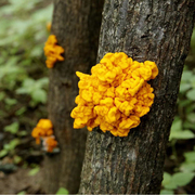 新鲜金耳菌黄金耳500g银耳菌云南特产野生金耳菌蘑菇食用菌包
