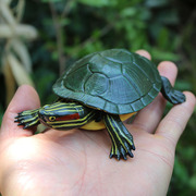 儿童玩具仿真动物模型摆件巴西龟乌龟爬行海洋生物科学认知早教礼