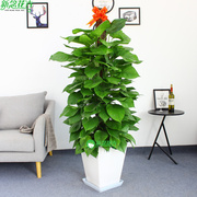 厂大绿萝盆栽室内办公室，绿植吸甲醛，净化空气客厅大型绿箩植物促
