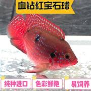血钻红宝石鱼热带观赏鱼三湖慈鲷鱼活体淡水鱼尺寸5-6cm1条5.8元