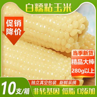 甜糯玉米真空包装新鲜白黏玉米棒非东北粘苞谷0添加主食加热即食