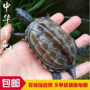 中华草龟小乌龟活物外塘长寿龟金线宠物观赏龟水金线龟墨龟草龟苗