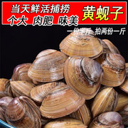 大黄蚬子鲜活无沙野生蛤蜊，新鲜花甲黄贝，海鲜贝类水产拍2份1斤