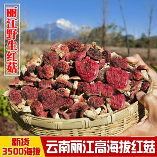 云南丽江野生红菇干货500g野生菌，煲汤食材特级非福建红菇红蘑菇