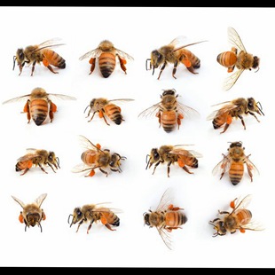 3559蜜蜂海报蜂蜜白底图背景图蜂巢蜜蜂素材食品饮品图片海报