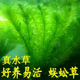 斗鱼水草孔雀鱼专用蜈蚣草净水真活物鱼缸造景，绿菊九冠缸增氧宠物