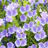 蓝蓟种子庭院花园阳台四季花种，盆栽露地播花境保健容易种开花密集