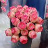 多肉植物粉色山地玫瑰水蜜桃，鸡蛋酒杯耶罗玫瑰，系列室内小盆栽