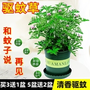 正宗驱蚊草盆栽植物花卉室，内外庭院防蚊虫，香草苗四季好养桌摆绿植