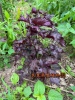 农家传统全红紫苏种子香料，香草种子苏籽春播非转基因老种子可留种