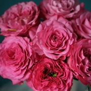 国产玫瑰蓝调玫红色花束，七夕情人节送礼生日婚礼广州同城