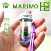 marimo幸福海藻球生态瓶微景观水培，植物小礼物许愿瓶马里莫送挂绳