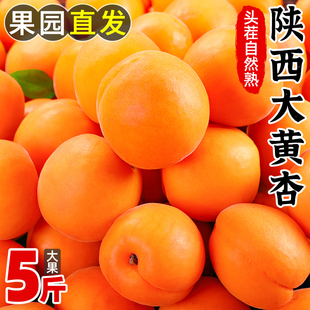 陕西大黄杏子新鲜水果5斤当季特大巨蜜金太阳(金太阳，)杏酸甜杏子整箱