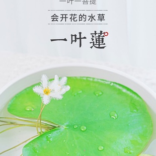 一叶莲碗莲水生花卉，水培植物室内阳台，四季开花盆栽鱼缸浮生莲花