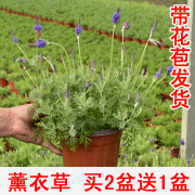 羽叶薰衣草花卉盆栽室内阳台庭院观花植物，园艺绿植花期长好养