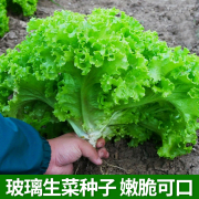 嫩脆玻璃生菜种子生吃沙拉菜青菜种籽春秋农家菜园阳台盆栽蔬菜孑