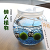 桌面小植物marimo海藻球生态，瓶微景观马里莫(马里莫，)球藻女生小礼物小宠物