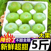 山东绿宝甜瓜5斤蜜瓜新鲜当季水果脆甜香瓜脆瓜绿宝石小甜瓜蜜瓜