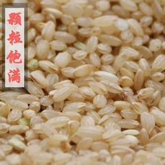 新货贵州农家糙米发芽粗粮自种五谷杂粮500g油米面糙米非东北