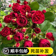 红蕾丝月季花苗红色蕾丝多头月季切花清香庭院阳台盆栽玫瑰花苗