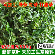 2024年广西茶新鲜茶叶原料，未加工鲜叶嫩芽，可打恭城油茶打擂茶一斤