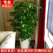 绿宝幸福树盆栽大型室内观叶植物客厅办公室绿植盆景上海送货上门