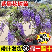 紫藤花苗四季爬藤植物，大苗长穗紫藤萝花老桩大树苗四季开花卉盆栽