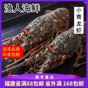 渔人海鲜东山岛国产小青龙虾鲜活冷冻青龙虾海鲜龙虾超大龙虾