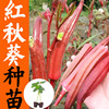 红秋葵苗子种子四季播南方种蔬菜种籽室内盆栽羊角豆种孑水果红