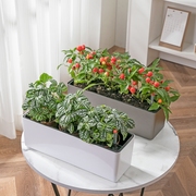 种草莓盆栽阳台种植专用塑料种菜家庭蔬菜长方形长条型的花盆加厚